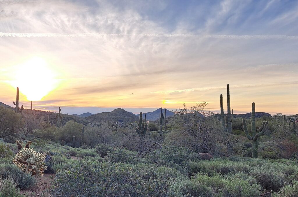 A soft desert landscape with cactus and desert plants under a light pink sunset sky, used on The Socratic Lens coaching website.